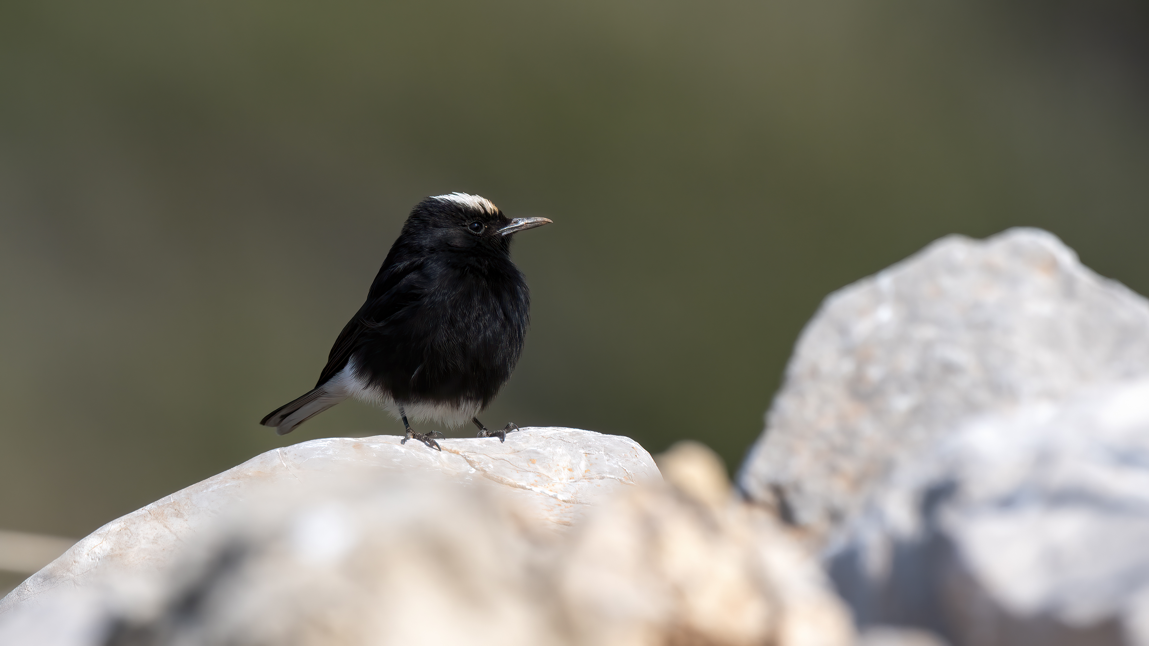 White-crowned Wheatear — Ana fotoğraf